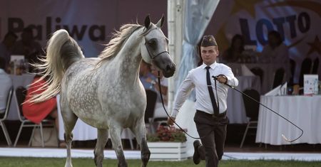 Pride of Poland 2021. Poznaliśmy datę słynnej aukcji arabów