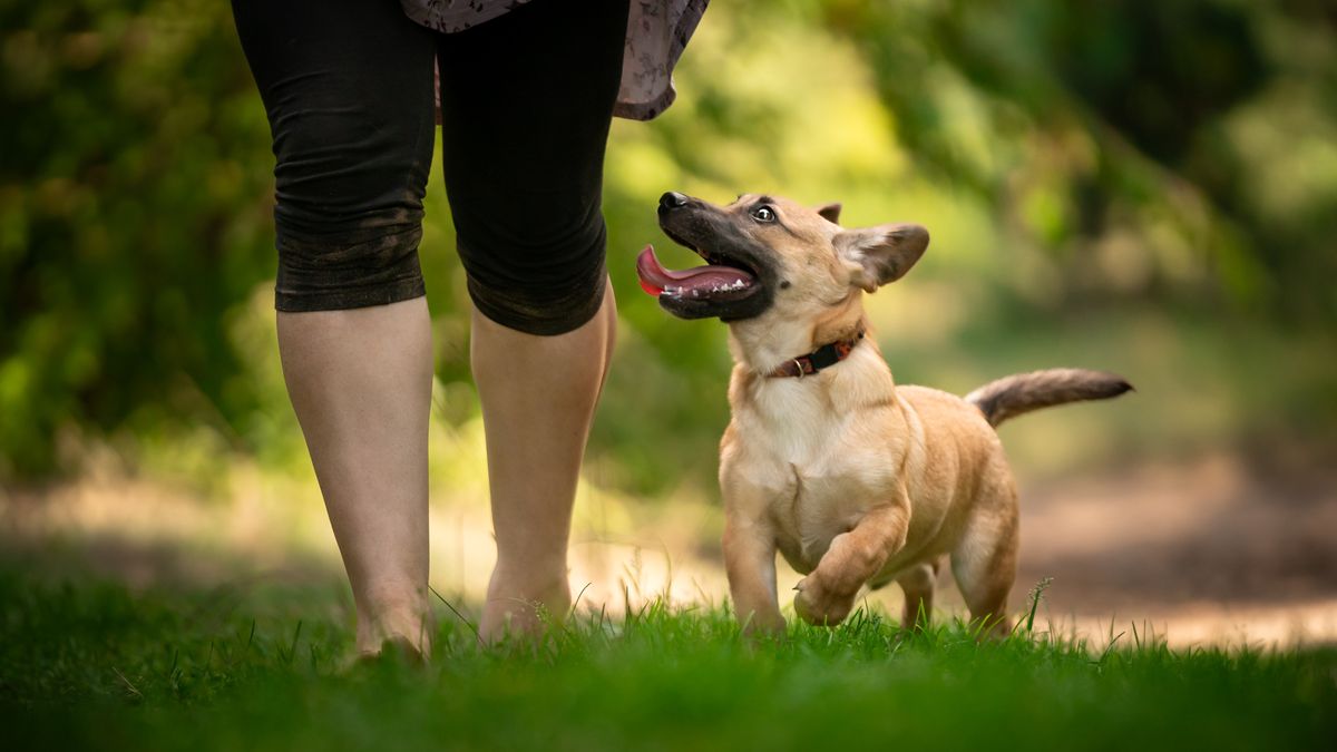 Będzie specjalny rejestr psów i kotów