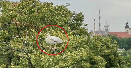 Egzotyczny ptak na wolności. Ważny apel do mieszkańców