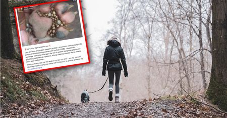 Tak wyglądała łapa psa po spacerze. "Lekarze nie wyrabiają"