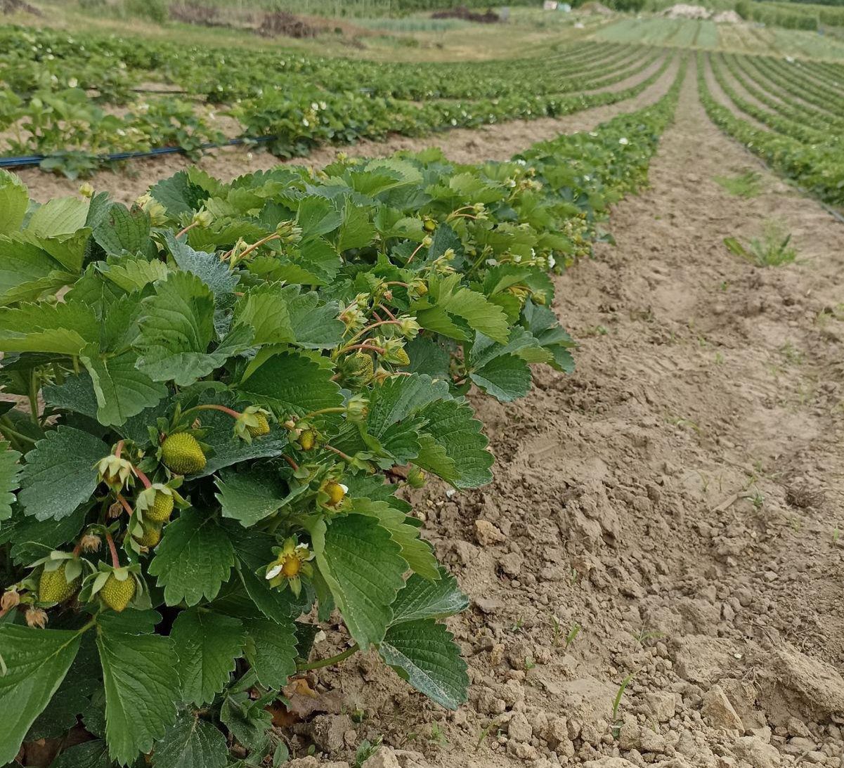 Tegoroczne truskawki potrzebują jeszcze trochę czasu