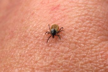 Kleszcze się nie zbliżą. Leśnik mówi, w czym uprać ubrania