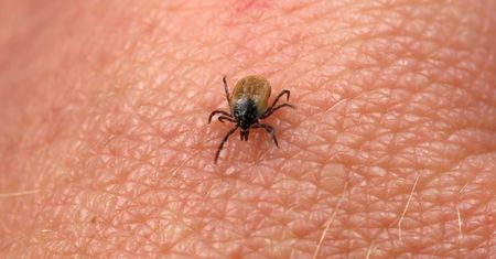Kleszcze się nie zbliżą. Leśnik mówi, w czym uprać ubrania