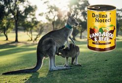 Nakarm psa kangurem za 10 zł. Polska firma wprowadza egzotyczny produkt