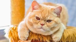 Kot brytyjski - charakter, choroby, pielęgnacja