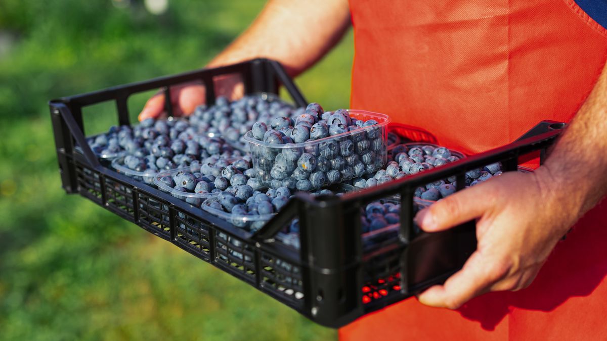 Skazani za handel ludźmi przy zbiorach borówek