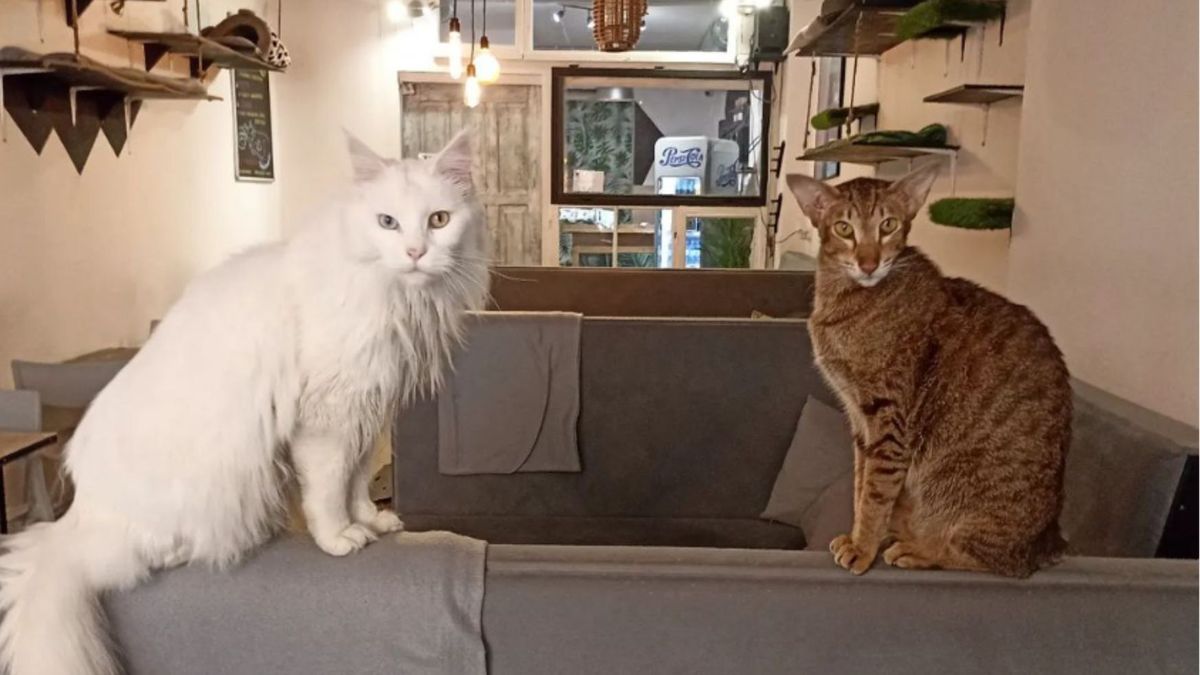 Koty na stałe zamieszkują kawiarnię