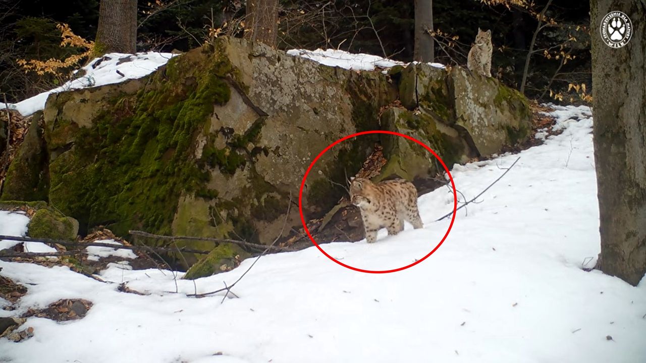 Niezwykłe nagranie z fotopułapki w polskich górach. "Czad!"