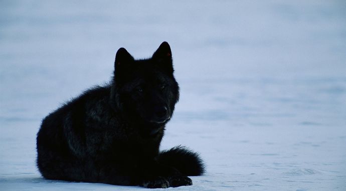 Wilki z Yellowstone