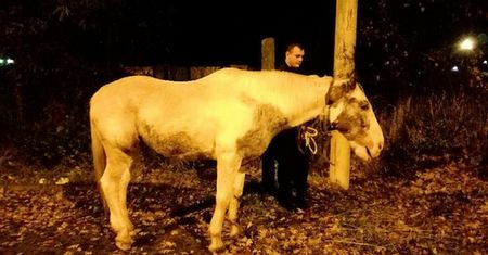 Szczecin: Nietypowa interwencja. Policjanci natknęli się na spacerującego konia