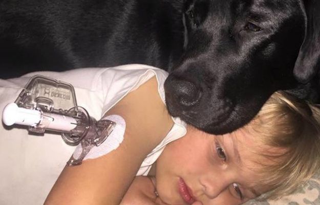 Labrador uratował przed śmiercią 7-letniego chłopca chorego na cukrzycę!