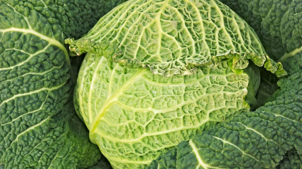 Kapusta włoska – pochodzenie, składniki odżywcze, właściwości lecznicze, czy jest cieżkostrawna