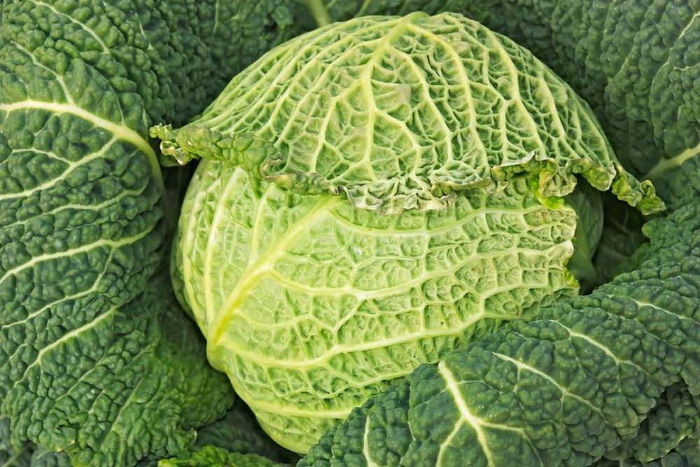 Kapusta włoska – pochodzenie, składniki odżywcze, właściwości lecznicze, czy jest cieżkostrawna