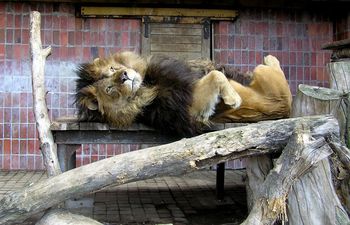 Na spacerze w zamojskim zoo. Tak wyglądał pierwszy w Polsce szkolny ogród zoologiczny
