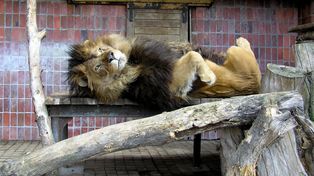 Na spacerze w zamojskim zoo. Tak wyglądał pierwszy w Polsce szkolny ogród zoologiczny