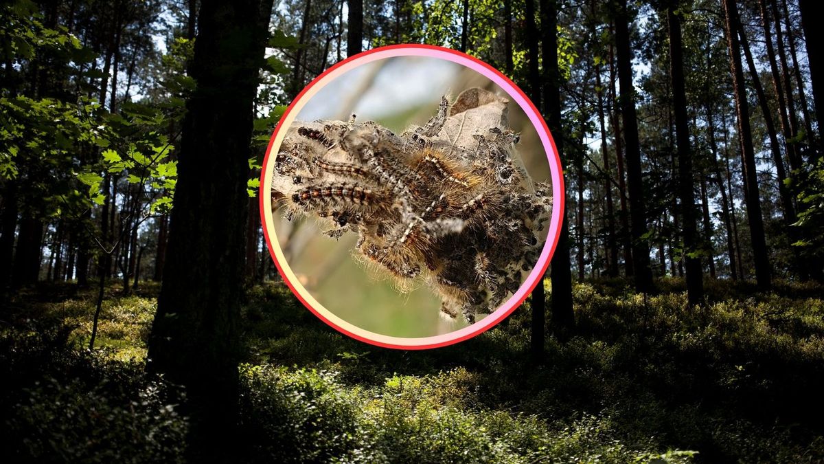 Leśnicy ostrzegają przed gąsienicami