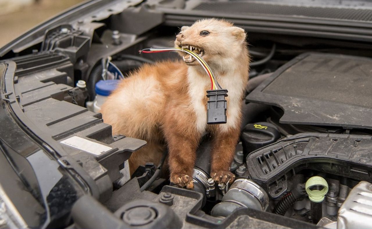 Wciśnij pod maskę auta. Ekspert zachwala ten sposób na kuny
