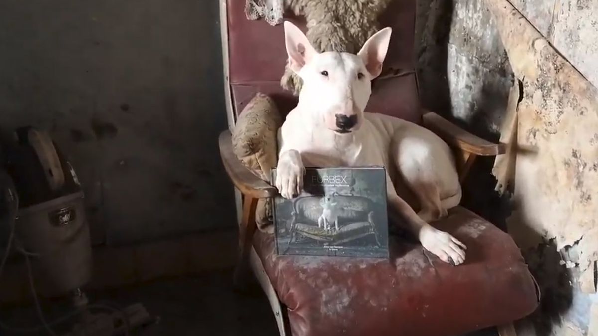 Furbex, czyli urbex z czworonożnym przyjacielem 1