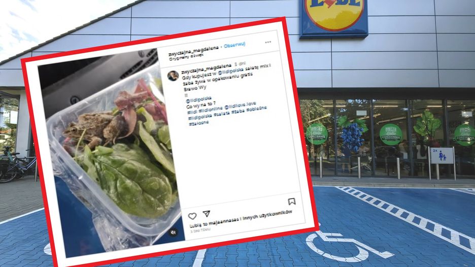 Niespodziewany gość. Żaba w opakowaniu z sałatą