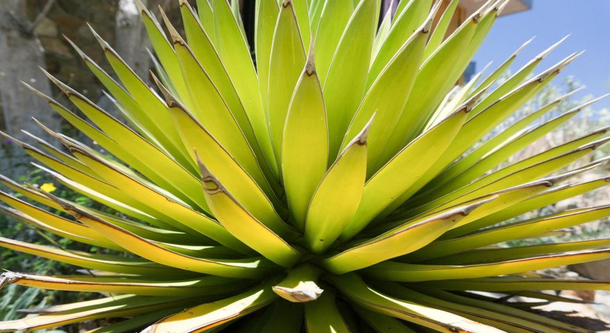 Agawa to roślina, z której wytwarza się m.in. słodki syrop oraz tequilę.