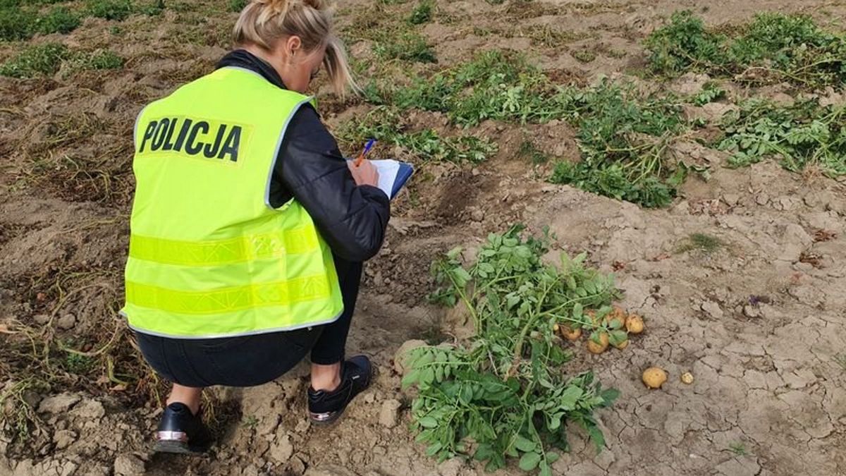 Zdjęcie ilustracyjne.