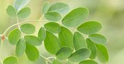 Moringa – charakterystyka, właściwości zdrowotne, przeciwwskazania, gdzie kupić moringę