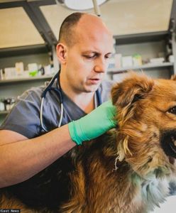 Niemieccy weterynarze chcą szczepić na COVID-19