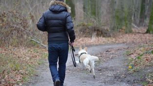 Jak przygotować się na wycieczkę w góry z psem. Poradnik dla właścicieli czworonogów