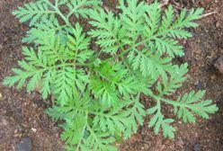 Pospolita roślina może pomóc w walce z COVID-19