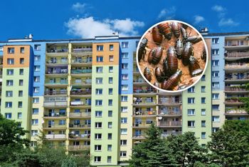 Problem z karaluchami w polskim mieście. Owady są na korytarzach