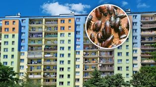 Problem z karaluchami w polskim mieście. Owady są na korytarzach