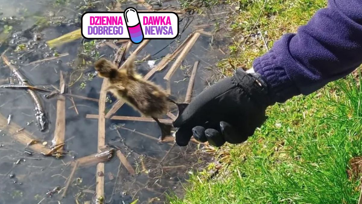 Akcja ratowania kaczek