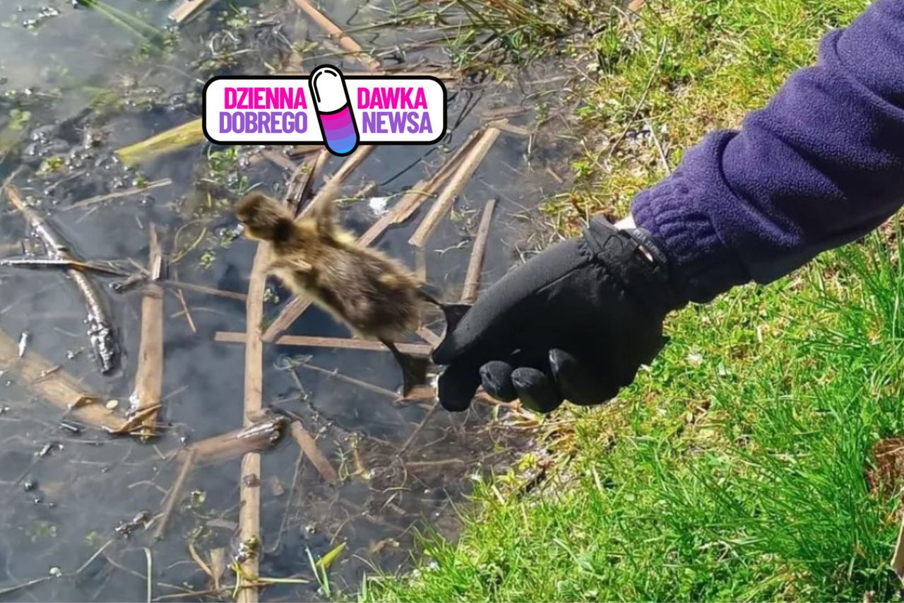 Wpadły do studzienki. To jeszcze pisklaki. Od razu ruszyli na pomoc