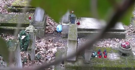 Nagranie z fotopułapki. "Takiej hieny cmentarnej nikt się nie spodziewał"