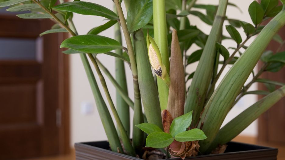 growth, tropical, zamiifolia, blossom, flora, foliage, blooming, zamia, spadix, healthy, zamioculcas, flowerpot, houseplant, care, botany, monotypic, potato rhizome, dark green feathery leaves, inconspicuous flowers, east africa, aroid families, medicinal culture, decorative culture, medicinal, decorative, zamioculcas zamiifolia, nature, green, closeup, wildlife, animal, background, natural, beautiful, garden, wild, spring, summer, leaf, color, plant, cute, yellow, environment, brown, forest, indoor, flower, bloom