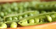 Gotowany zielony groszek w jadalnych strąkach bez dodatku soli, odsączony