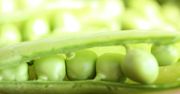 Mrożony zielony groszek w jadalnych strąkach
