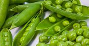 Gotowany mrożony zielony groszek w jadalnych strąkach bez dodatku soli, odsączony