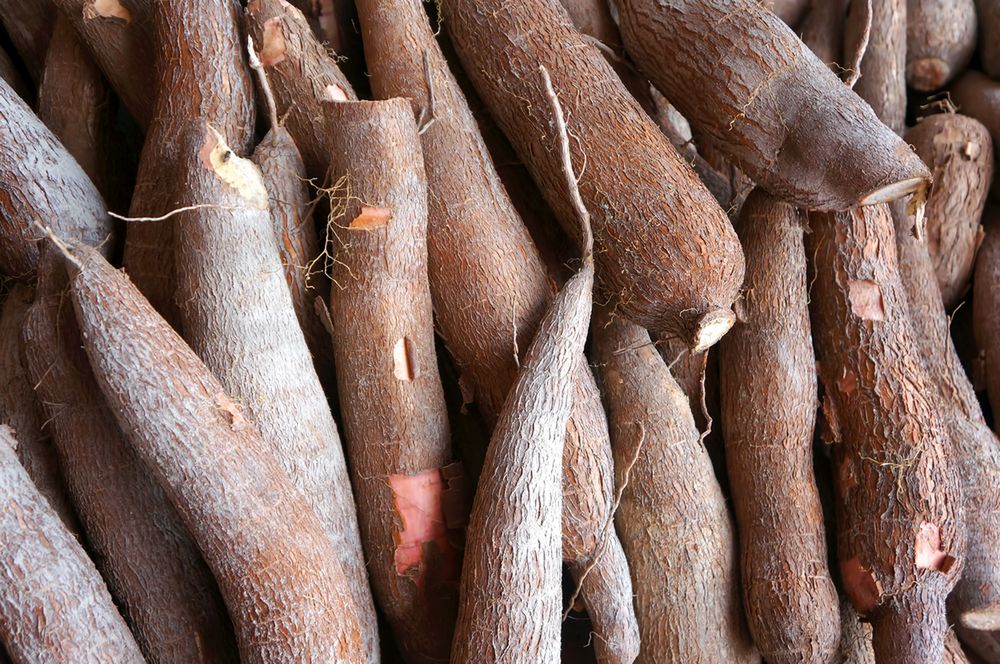 Maniok - pochodzenie, wartości odżywcze, toksyczna roślina, zastosowanie, zalecenia