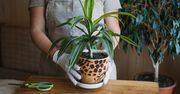 Dracena żółknie i gubi liście? Dodaj ten składnik do doniczki