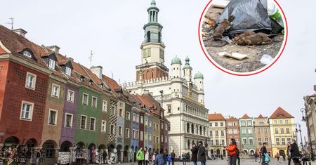 Walka z plagą szczurów. Polskie miasto nie odpuszcza