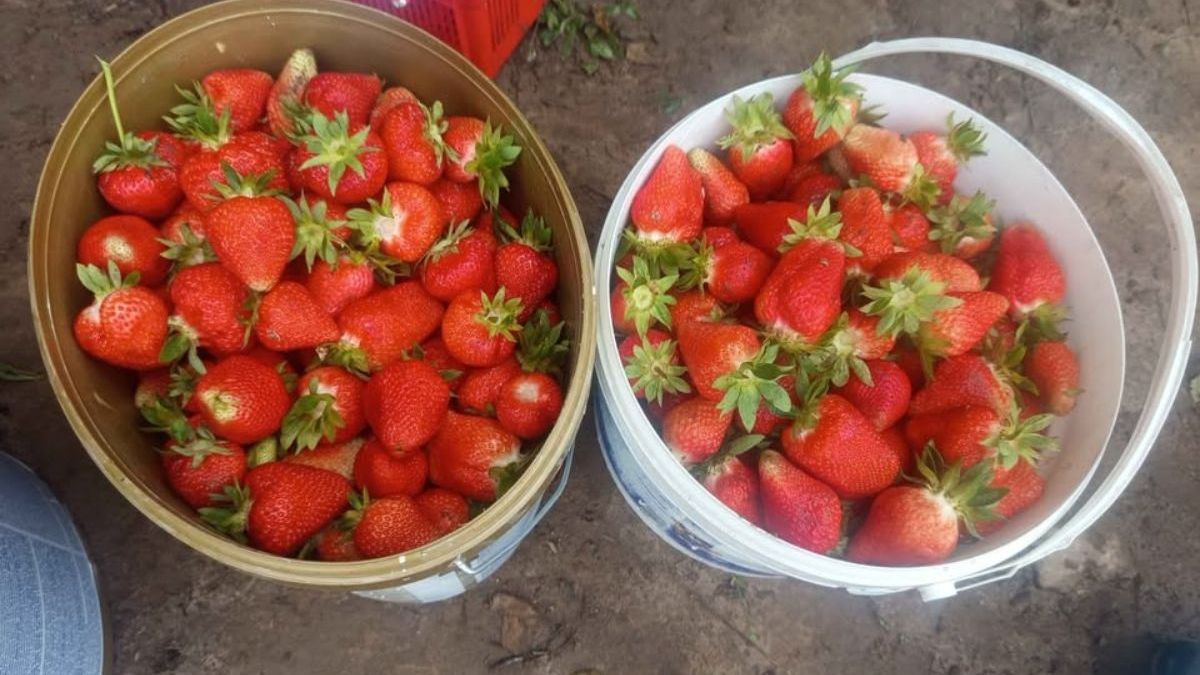 Samozbiory truskawek po 6,5 zł za kilogram