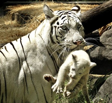 600 tygrysów syberyjskich zostanie wypuszczonych na wolność