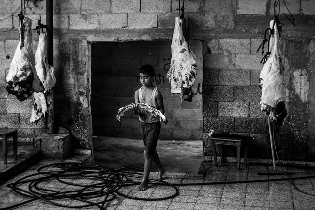 Rafah, chłopiec niesie część krowy złożonej w ofierze podczas Eid Al-adha czyli Święta Ofiarowania, najważniejszego święta w muzułmańskim kalendarzu. Na jedną krowę składa się zazwyczaj ok. siedmiu rodzin.