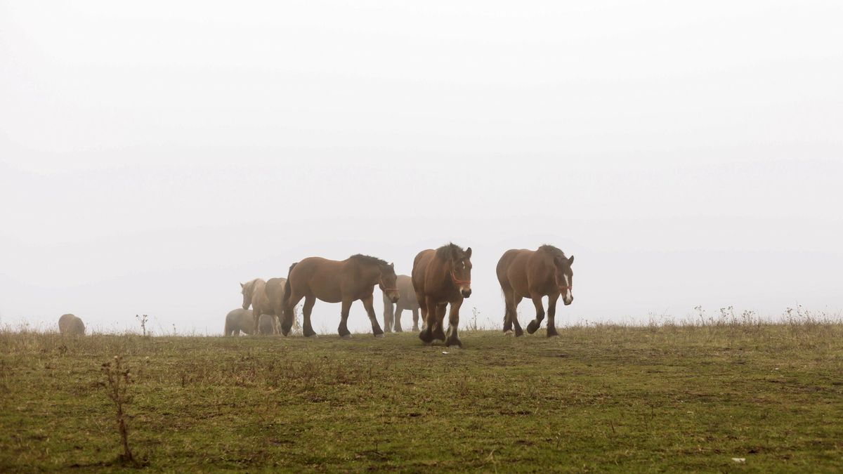 Konie na wolności. Samowystarczalne stado