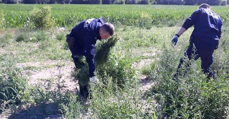 Zlikwidowali największą w Polsce plantację konopi. Policjanci przez dwa dni ręcznie usuwali krzaki