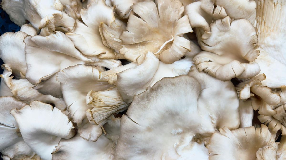 Boczniaki są niskokaloryczne i bogate w składniki odżywcze.