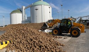 Rolnicy tracą opłacalną uprawę. "Nie zarobią"