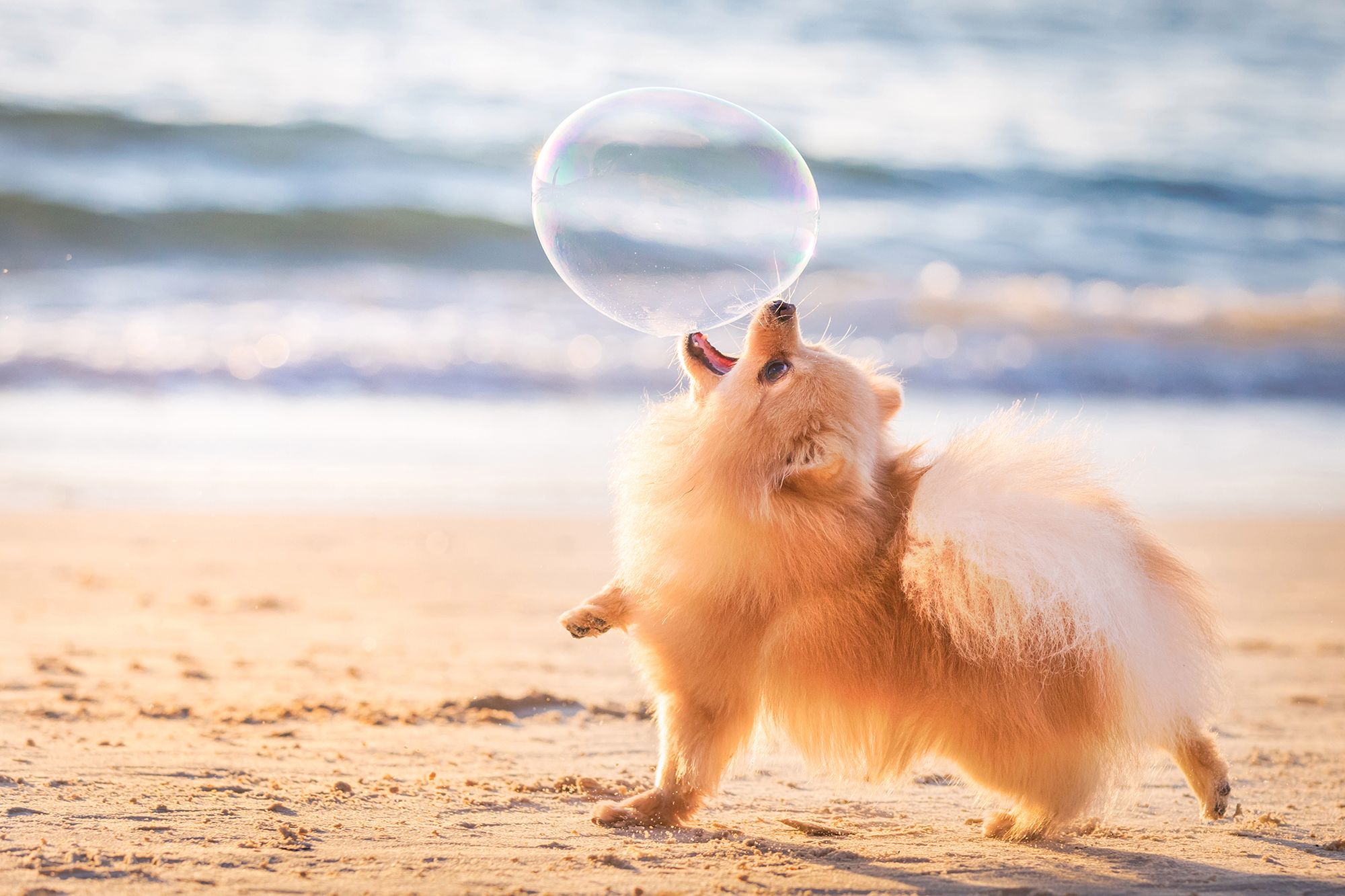 Najpiękniejsze zdjęcia psów w konkursie Dog Photographer of the Year 2018 4