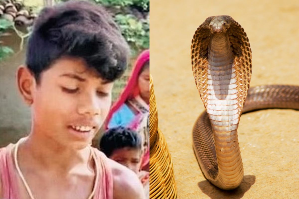 8-latek z Indii ugryzł jadowitą kobrę. Wąż nie przeżył